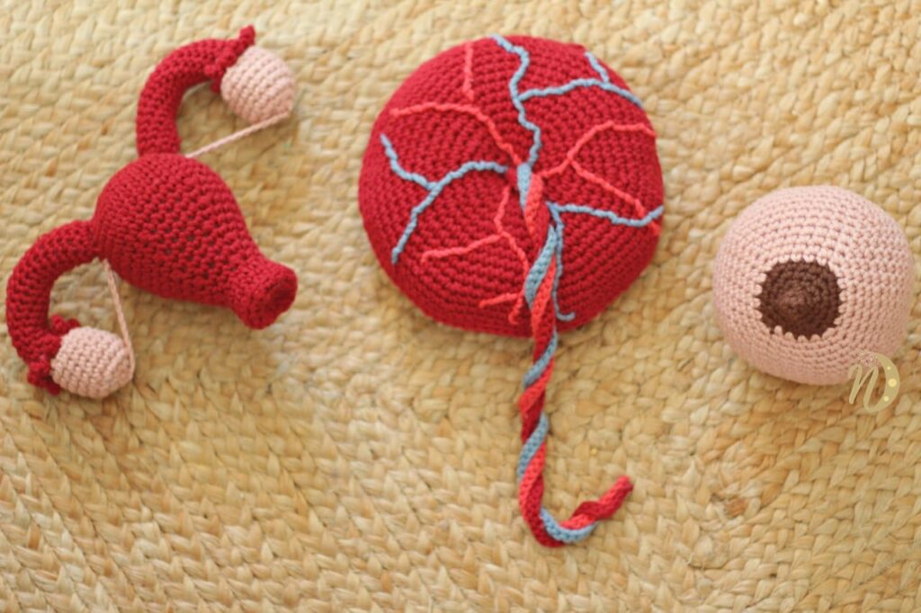 Útero, placenta y teta de ganchillo